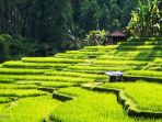 7 Inspirasi Tempat Wisata Terbaik dalam Film 'Eat, Pray, Love', dari Roma Italia Hingga Bali