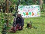 komu-gorila-ragunan.jpg