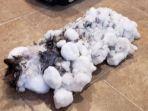 kondisi-kucing-bernama-fluffy-ketika-ditemukan-oleh-pemiliknya.jpg