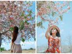 konji-bunga-sakura-ala-sumba.jpg