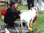kontes-domba-garut_20160827_163457.jpg