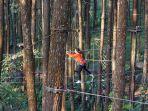 kopeng-treetop-11.jpg