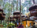 kopeng-treetop11.jpg