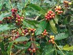 kopi-colol-khas-kampung-colol-manggarai-timur.jpg