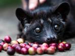 kopi-luwak_20160816_213555.jpg