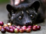 kopi-luwak_20170127_133713.jpg