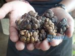 kopi-luwak_20170206_182726.jpg