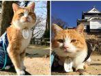 kucing-1.jpg