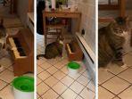kucing-bermian-piano-viral-di-medsos.jpg