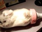 kucing-dalam-botol_20170606_110804.jpg