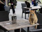 kucing-di-istanbul-turki.jpg