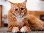 Mengunjungi Paw Paw Cafe, Tempat Nongkrong Asyik Sambil Bermain Kucing