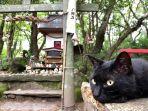 kucing-di-pulau-tashirojima.jpg