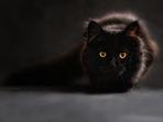 kucing-hitam-yang-selalu-dikaitkan-dengan-penyihir-dan-nasib-buruk.jpg