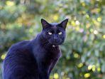 kucing-hitam.jpg