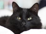kucing-hitam_20180729_204131.jpg