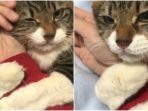 Bikin Cemburu Warganet! Kucing di Jepang Ini Selalu Menangis Tiap sang Pemilik Lepaskan Pelukannya