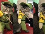 kucing-jadi-Linmas.jpg
