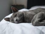 kucing-jenis-russian-blue.jpg