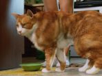 kucing-kekar_20170416_184020.jpg