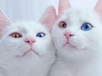 kucing-kembar.jpg