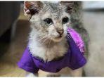 Viral di TikTok, Seorang Wanita Pakai Baju Lebaran Kembaran dengan Kucing Peliharaannya