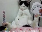 kucing-memainkan-kartu-dan-dadu_20170501_175529.jpg