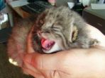 kucing-pallas_20170415_204137.jpg