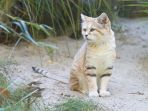 kucing-pasir_20171130_211211.jpg