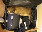 kucing-tidur-di-koper_20180124_135134.jpg