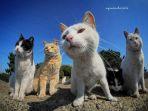 kucing-yang-sedang-bermain.jpg