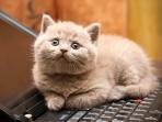 kucing_20160922_182314.jpg