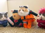 Nakoya- Aih, Bikin Gemas! Kucing Ini Kenakan Kostum Cosplay, Dandanan Hantu No Face Bikin Ngakak