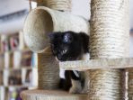 kucing_20170321_134955.jpg