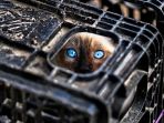 kucing_20170420_150940.jpg
