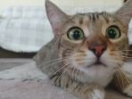 kucing_20170425_110234.jpg