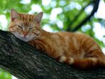 kucing_20170507_202744.jpg