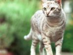 kucing_20170516_134332.jpg