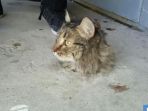 kucing_20170523_223151.jpg