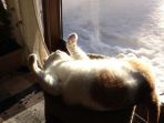 kucing_20170607_134251.jpg