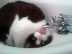 kucing_20170609_111711.jpg
