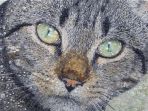 kucing_20170629_124025.jpg