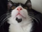kucing_20170630_113723.jpg