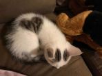 kucing_20170914_154738.jpg