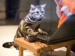 Duileeh! Begini Jadinya Jika Kucing Bisa Gantikan Keahlian Manusia, Ekspresi No 8 Paling Bengis