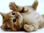 kucing_20180111_164609.jpg