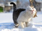 kucing_20180121_182823.jpg