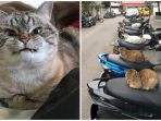 kucing_20180131_212812.jpg