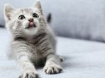 kucing_20180211_130316.jpg
