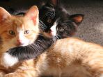 kucing_20180306_130241.jpg